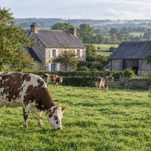 Farm visit with dairy and cheese makers + tasting