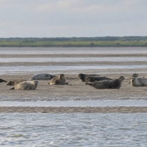 Seal watching in the Baie des Veys (guided walk)