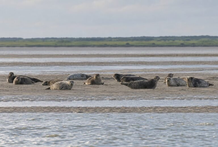 Robbenbeobachtung in der Baie des Veys (geführte Wanderung)